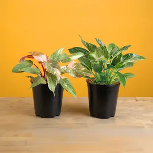 Philodendron Birkin and Philodendron Pink Princess Bundle | medium