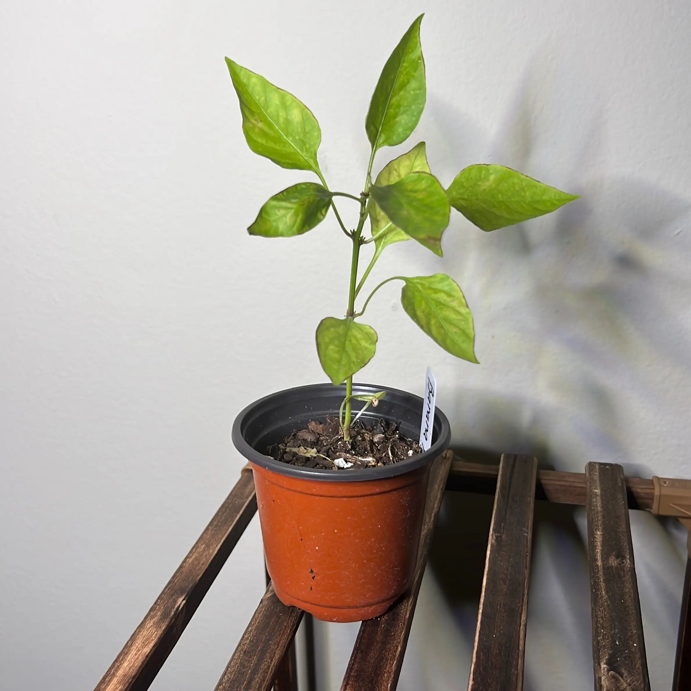 Live Banana Pepper Plant for Home Garden and Planting - High Yield and Low Maintenance