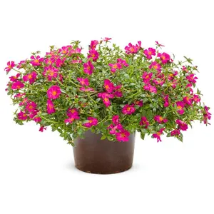 Mojave® Fuchsia Purslane