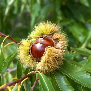 Chestnut Tree Seedlings to Plant - Tasty Chestnut Fruits