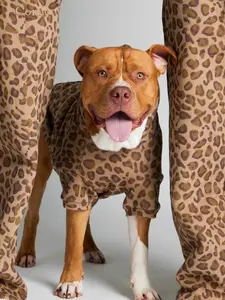 Comfrt Paws | Minimalist Hoodie