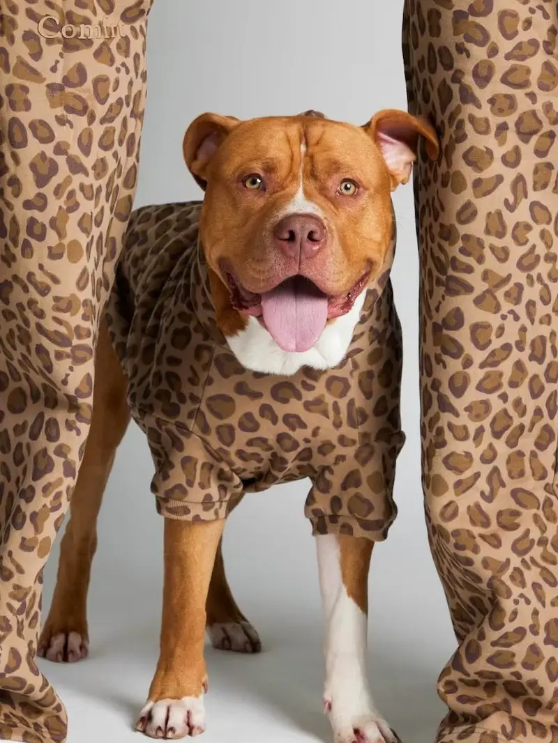 Comfrt Paws | Minimalist Hoodie