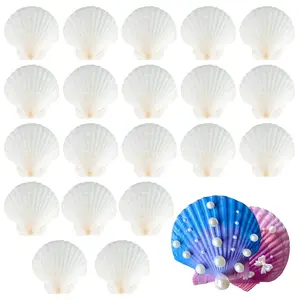 20pcs White Shells, Natural Scallops, 7-8 Cm Decorative Shells, Shells for Crafts, Perfect for Making Jewellery, Beach Themes, Wedding Decorations, DIY Crafts