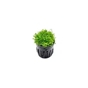 Micranthemum 'Monte Carlo'