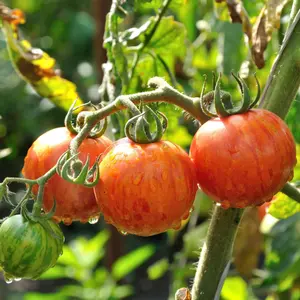 Pink Bumblebee Cherry Tomato Organic Seeds (Solanum lycopersicum) – Striking Striped Skins, Sweet Juicy Flavor & Heavy Harvests All Summer