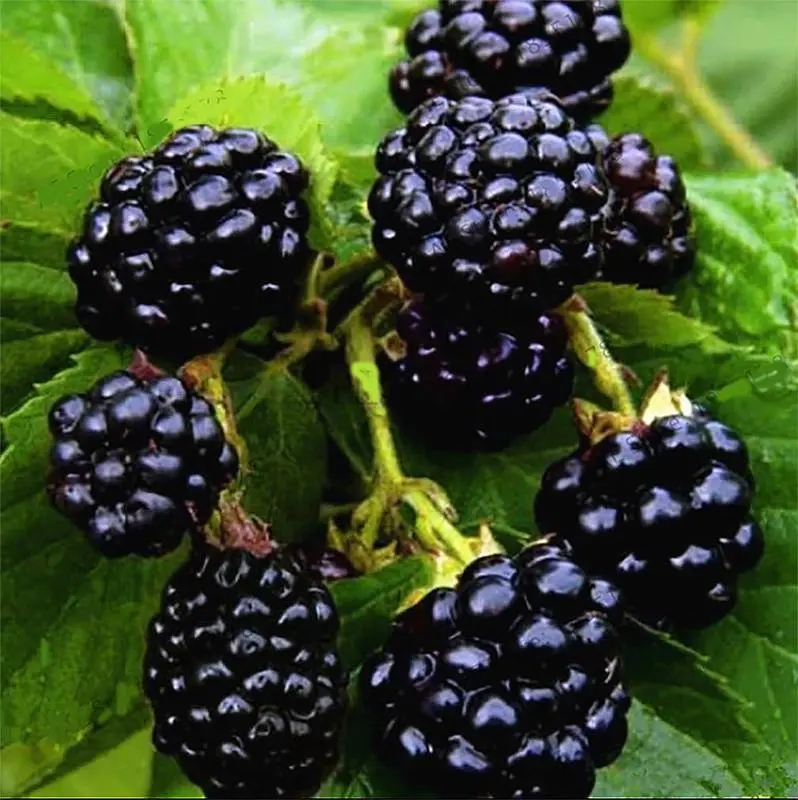 100pcs Thornless Jumbo Blackberry Home Planting Seeds - Sweet, Juicy, Easy-to-Grow, Adaptable & Hardy, Full Sun Required, All Seasons, Ideal for Family-Friendly Gardens, Fresh Snacking, Baking, Smoothies, Jams