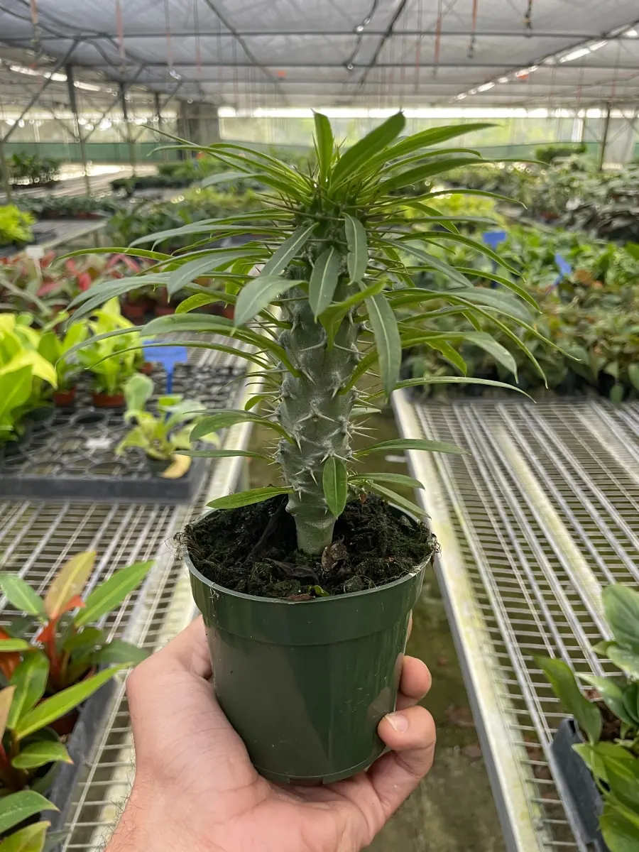4-PACHYPODIUM-LAMEREI Madagascar Palm - Green - 4 in. Pot - Unique Succulent