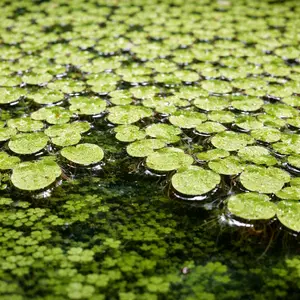 Giant Duckweed Live Aquarium Floating Plant Starter Pack