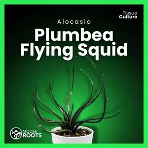 Alocasia plumbea Flying Squid Tissue Culture