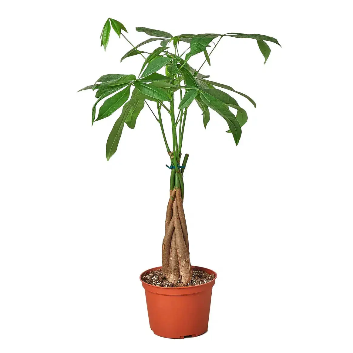 Money Tree in Pachira Braid