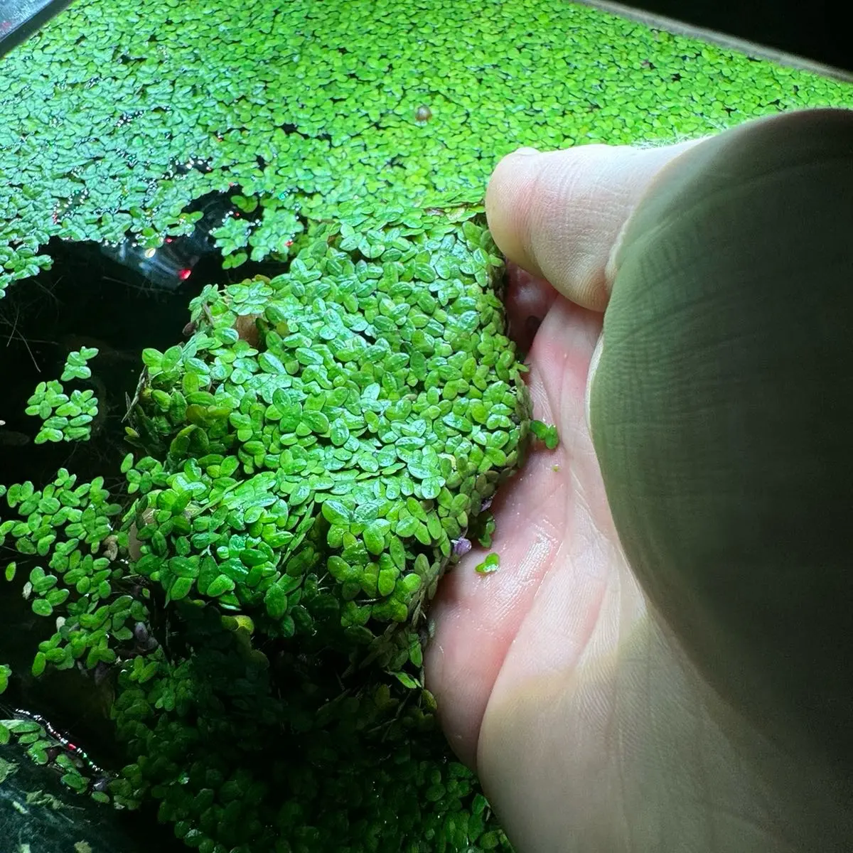 Duckweed + Floating Freshwater Aquarium Plant + Pest-Free