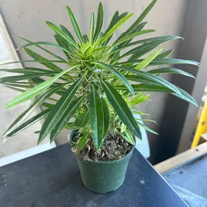 4” Madagascar Palm (Pachypodium lamerei)