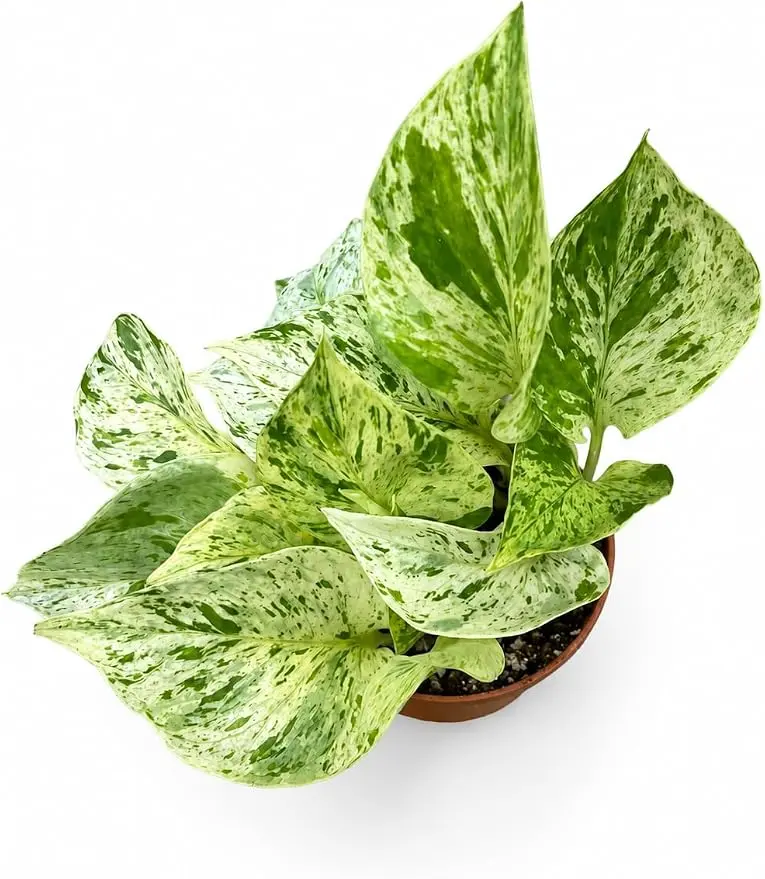 4" Snow Queen Pothos Live Plant – Variegated Indoor Houseplant in Pot, Easy Care Trailing Pothos for Home Décor