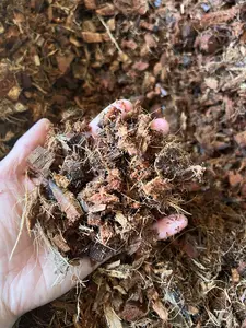 Coconut Husk Terrarium Substrate Reptile & Orchid Soil Amendment 100% Natural Sustainable 1 Quart & 1 Gallon Sizes Ideal for Tortoises Snakes Lizards Geckos Frogs Hermit Crabs