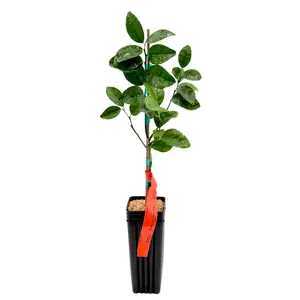 Murcott Afourer Mandarin Tree | Sweet Juicy Mandarin, Easy Peel & Rich Honey Flavor | Premium Indoor Outdoor Citrus Tree | No Ship CA AZ LA FL