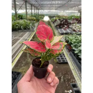 Chinese Evergreen 'Lady Valentine'
