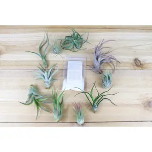 Grab Bag of Tillandsia Air Plants & Fertilizer Packet [10 Pack] Low Maintenance House Plant Decor - Whimsical - Vintage - Air Purifying - Self Care - Healthy Living