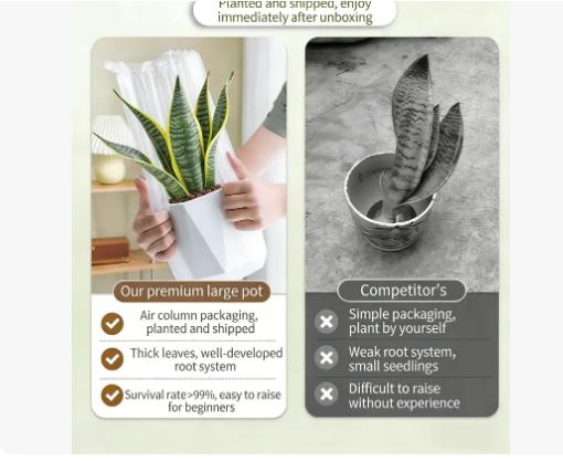 Live Exclusive | Live Snake Plant Indoor – Hardy Sansevieria Houseplant Easy Care Home Decor Plant