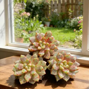 Echeveria ‘Blood Swallow’  “Live Black & Red  – Easy-Care Single Head Plant for Beginners | Festive Home Decor & Unique Gift” Variety Succulent Pack