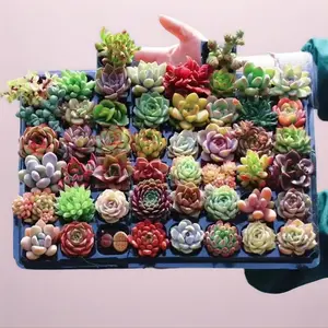 Must-Have 12 Pack Succulent Set  0.5–1.5” Random Assorted Succulents, Easy Care, Bare Root Live Plants, Aesthetic Decor, Perfect Gift