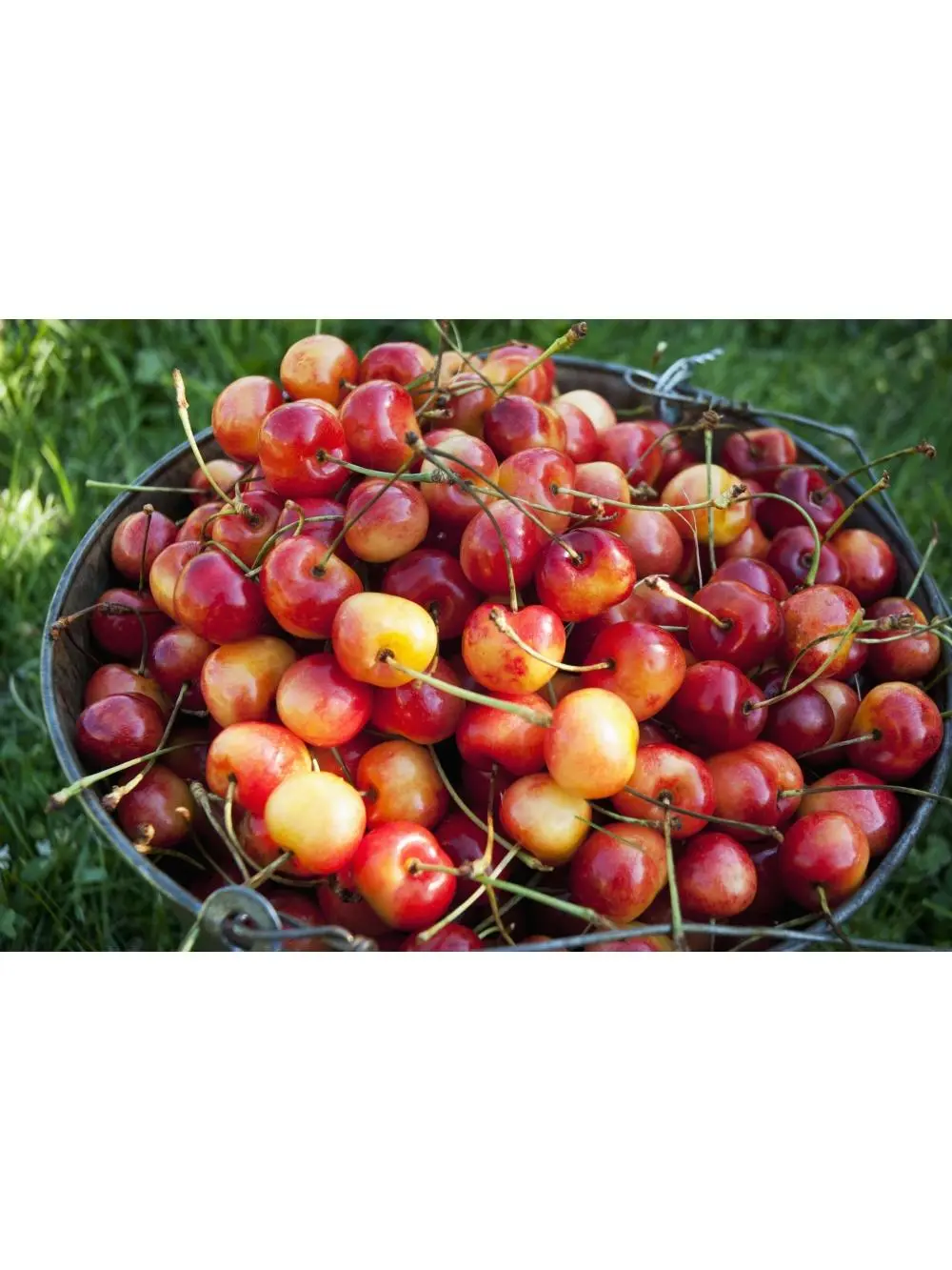 Design Pics DPI2382530LARGE Artistic Photo Wall Decor Poster Print - Freshly Picked Ripe Rainier Cherries in Okanagan-British Columbia Canada, 38x24 in Large Size