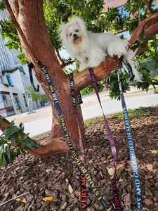 I AM LOVE Totem Pride Leash & Collar