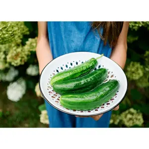 Muncher - Organic Cucumber Seeds