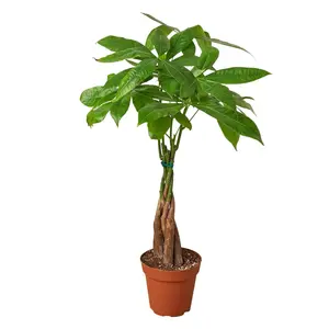 212 MAIN 6-In. Pachira Braid Guiana Chestnut Money Tree (Pachira Aquatica) - Low Maintenance House Plant, Ideal Housewarming Gift, Perfect for Feng Shui Decor