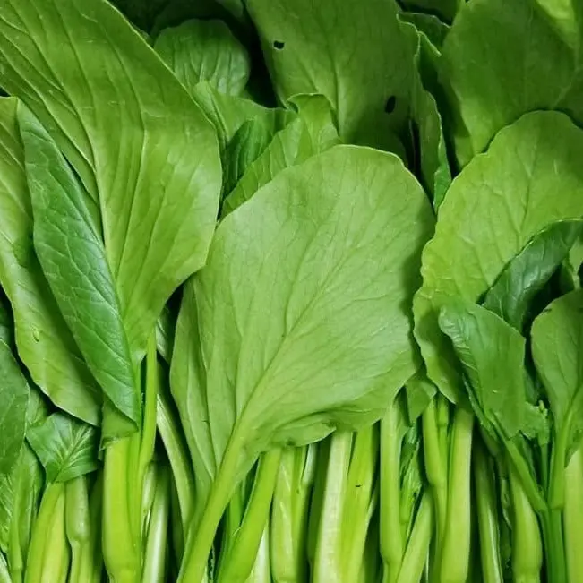 Yu Choy Seeds (Brassica rapa var. parachinensis) – 150+ Seeds for Tender, Flavorful Greens Perfect for Stir-Fries and Soups
