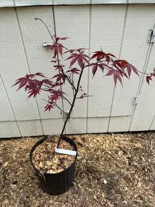 Acer palmatum 'Moonfire' Vibrant 2 Gallon Japanese Maple 3' Tall