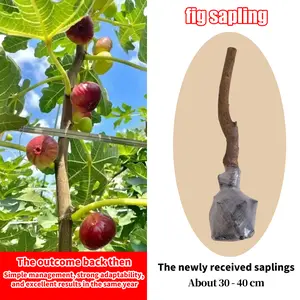 Fig Tree Plant | Grow Your Own Sweet Figs at Home