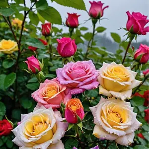 200+ pink climbing rose seeds, perfect for country gardens, easy to grow, suitable for trellises and fences, suitable for all seasons, a gift for gardening enthusiasts.