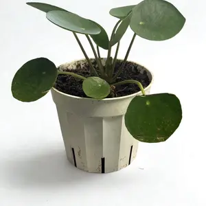 Chinese Money Plant 4 Inch Potted Indoor Greenery for Home Decor
