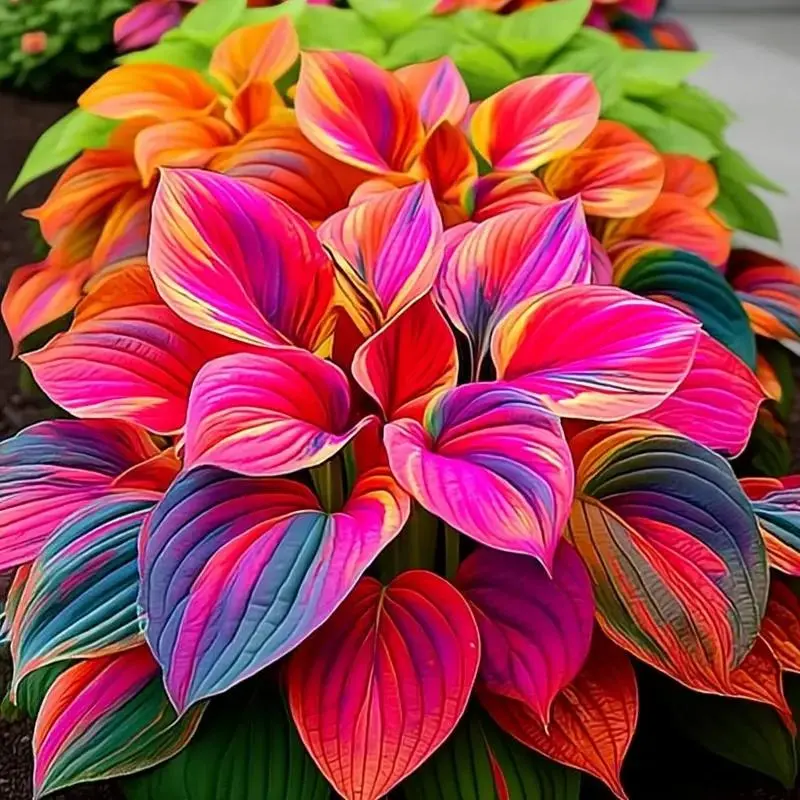 Mixed Color Hosta seeds Decorative Garden Variety Ideal for Outdoor Landscaping with Vibrant Leaves summervibes