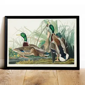 BridgeMusic Duck Print, Antique Bird Painting, Vintage Poster No Frame, Wall Decor, Mallard Duck, Ornithology Gift.