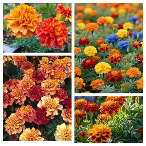200 Marigold Seeds | Vibrant, Fast-Germinating Garden Flowers | Pest-Repelling, Low-Maintenance Blooms for Backyard, Patio & Outdoor Decoration