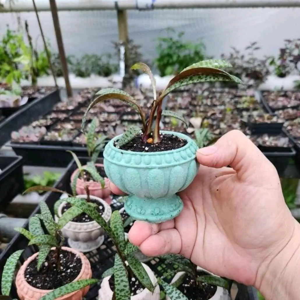 Ornamental Concrete Planter