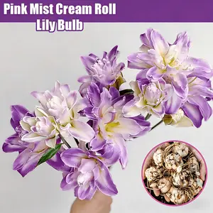 Double Flower Royal Purple Spinning Lily | Intense scented, easy-to-care evergreen for indoor vases and garden growing.
