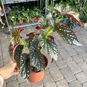 Angel Wing Begonia 'Harmony’s Flying High' - 6” pot