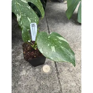 Monstera Deliciosa - 'Thai Constellation' in a 3.5" pot