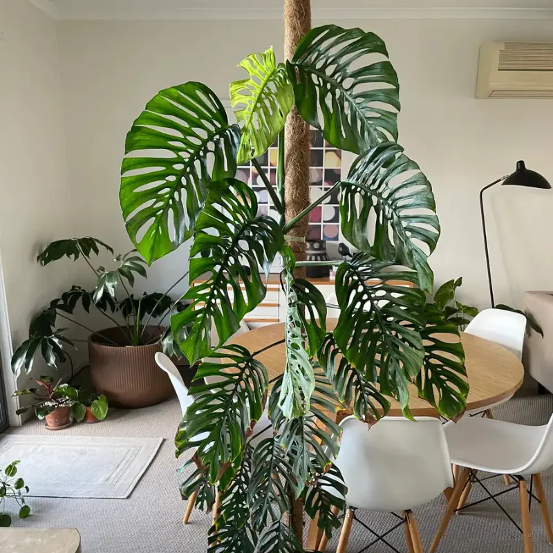 Monstera Adansonii Plant Plug (Monstera adansonii) – Swiss Cheese Plant with Perforated Leaves for Indoors or Terrariums.