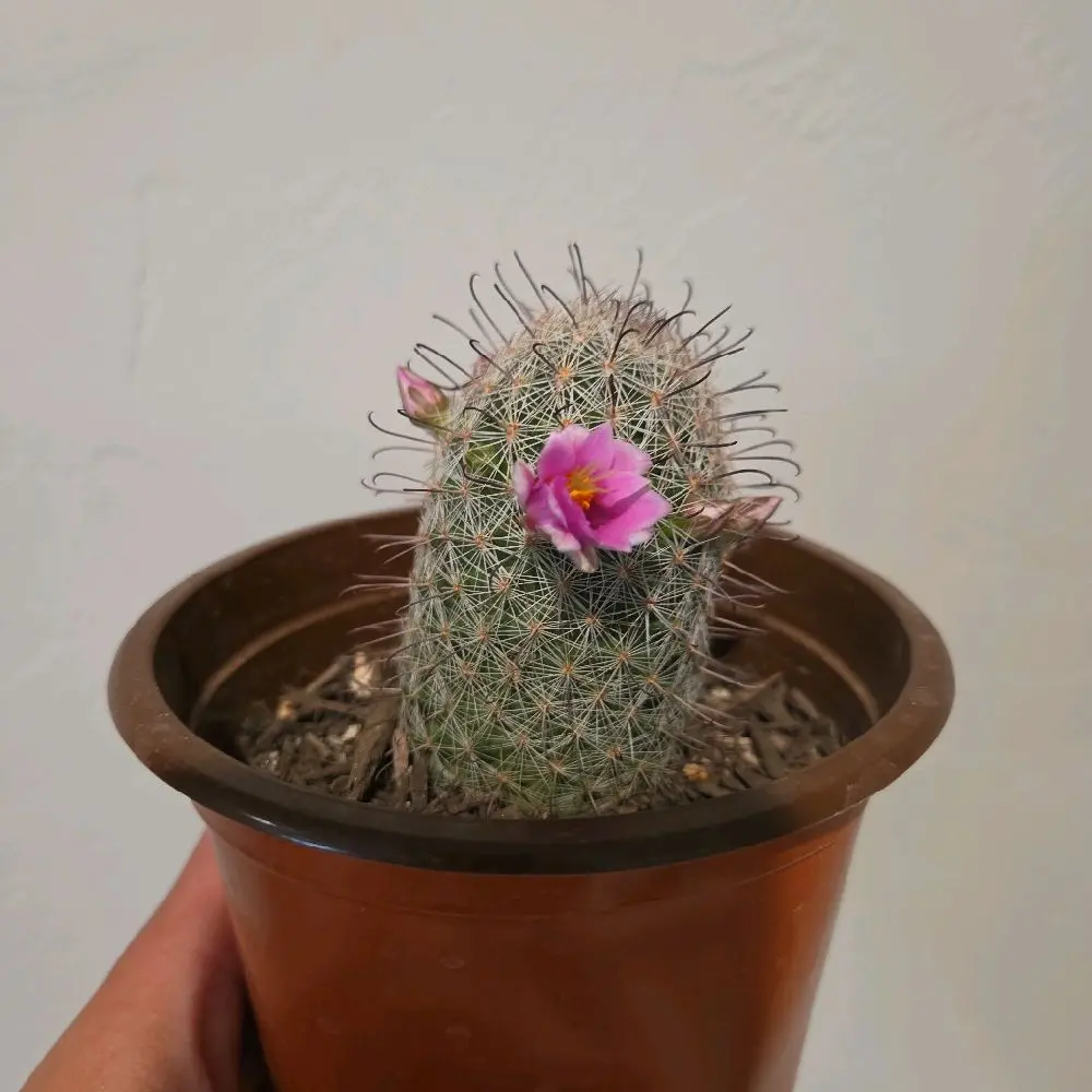 Fishhook Cactus