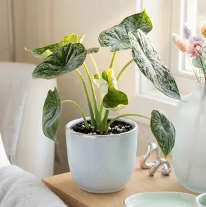 Alocasia 'Dragon Scale Mint'