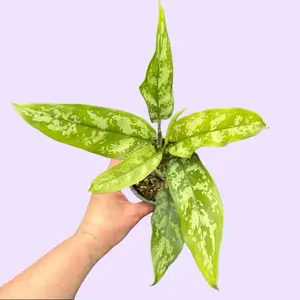 Aglaonema 'Maria' 4" Chinese Evergreen Emerald Beauty Plant for Indoor Decor