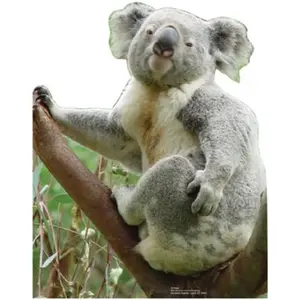 212 MAIN Advanced Graphics Life-Size Koala Bear Cardboard Standup, Home Decor, 24x19 in, Folds Flat, Folds in Half, Stands or Hangs, Wall Display