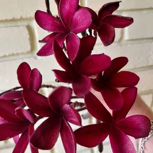 Hawaiian Deep Dark Red Ulaula Plumeria (Frangipani) Plant 6" top CUTTING  "Mavina"
