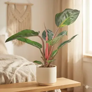 Philodendron 'Congo Rojo'
