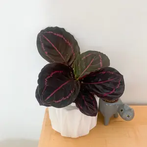 Calathea live tropical indoor plants home decoration Room Decorative Nature