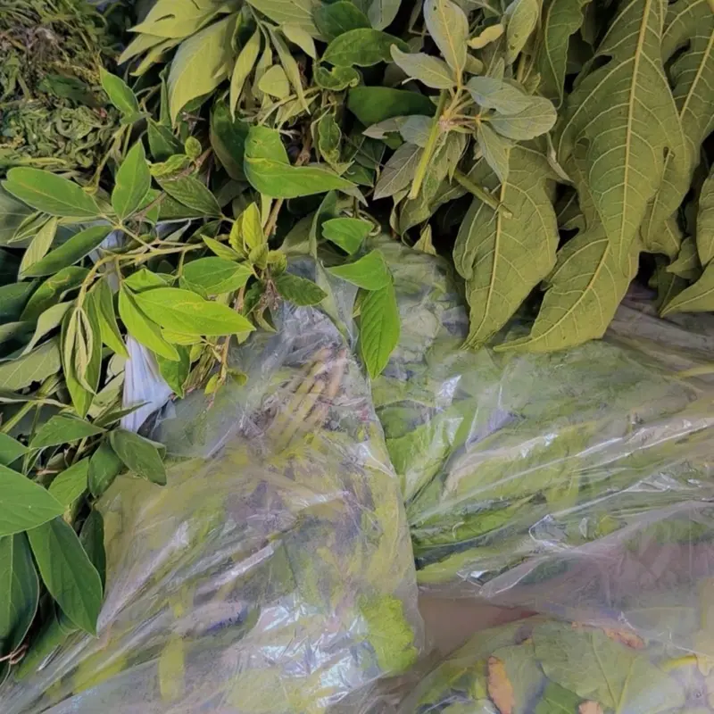 Fèy pwa kongo ,Fèy t-bonm 2 packs