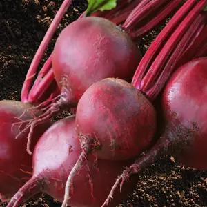Heirloom Detroit Dark Red Beet Seeds - Organic and Regenerative Gardening Seeds